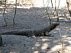 Bali & Komodo, Indonesia (2004)