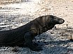 Bali & Komodo, Indonesia (2004)