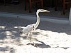 Helengeli, Maldives (2004)