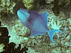 Helengeli, Maldives (2004)