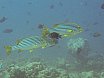 Helengeli, Maldives (2004)