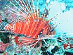 Helengeli, Maldives (2004)