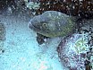 Helengeli, Maldives (2004)